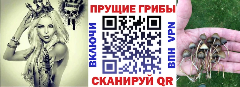 Псилоцибиновые грибы Psilocybe  Аша 